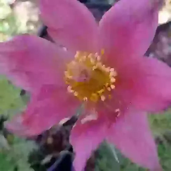Pulsatilla vulgaris Rose